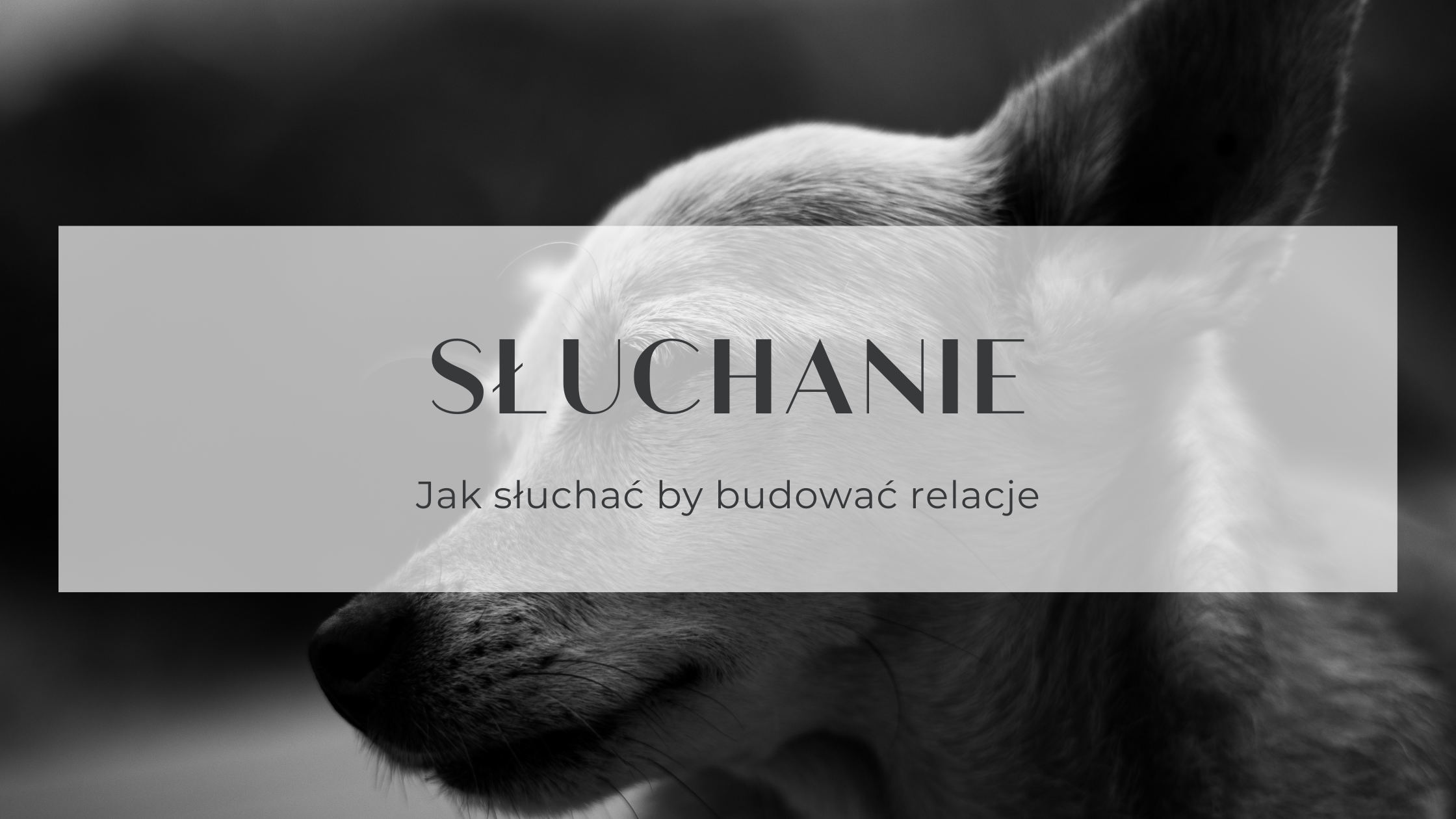 You are currently viewing Jak słuchać