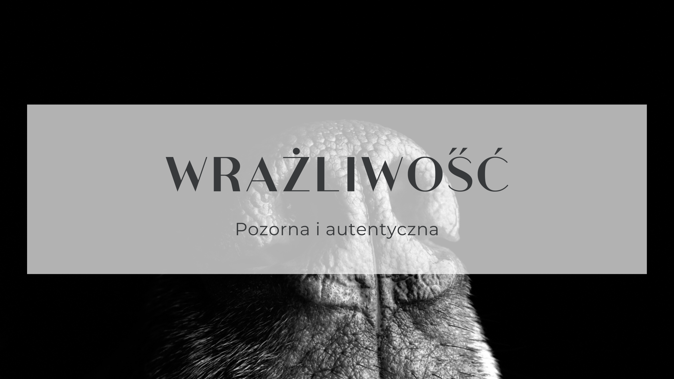 You are currently viewing Wrażliwość